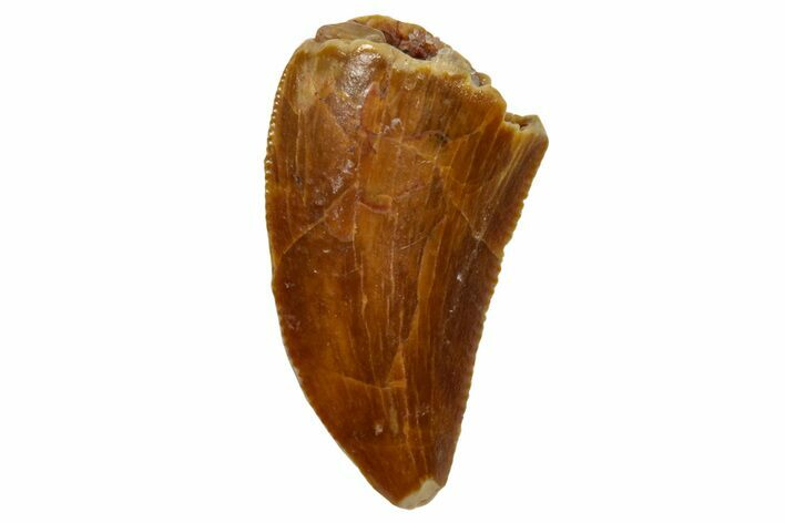 Serrated, Raptor Tooth - Real Dinosaur Tooth #255796